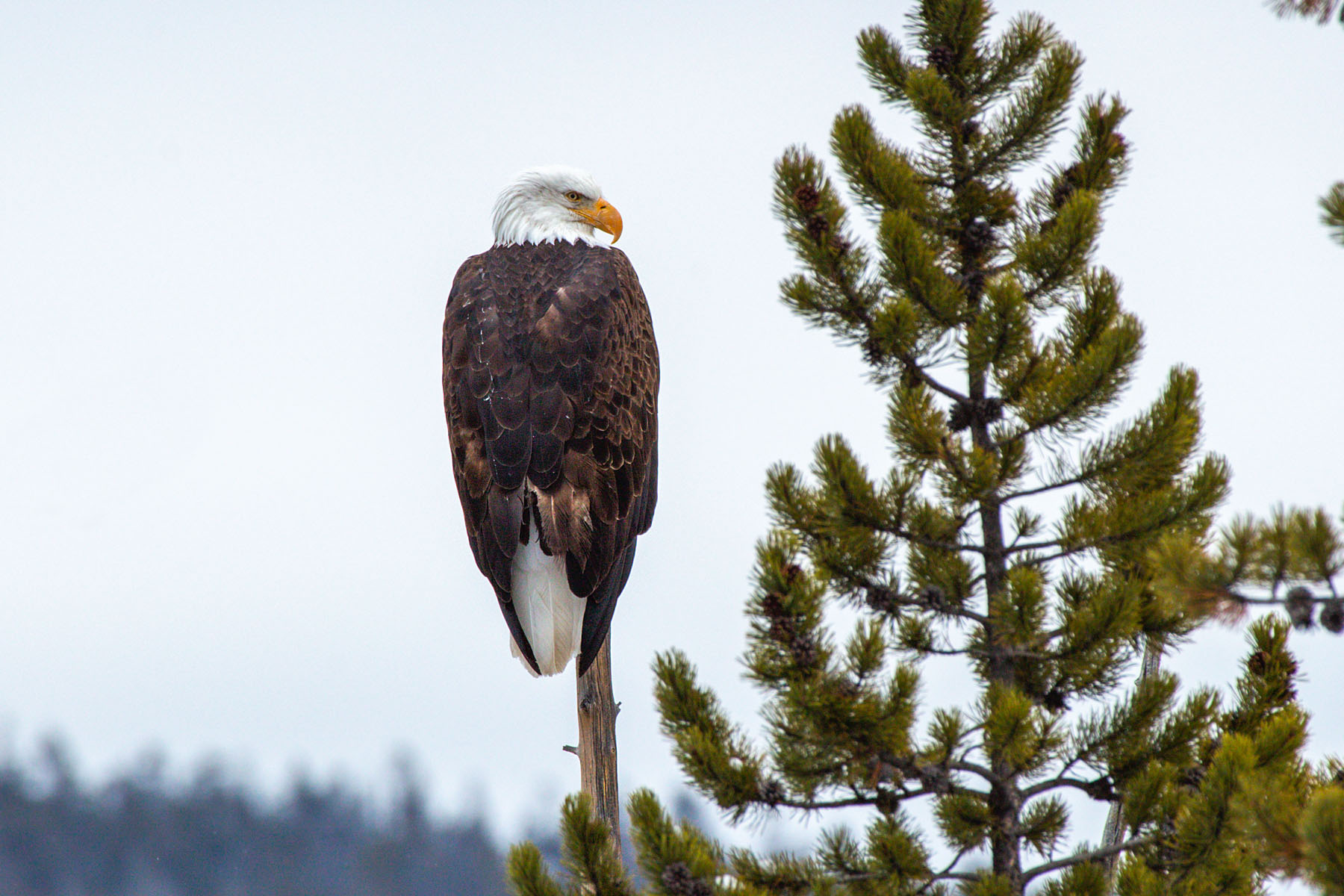 Bald eagle, Yellowstone.  Click for next photo.