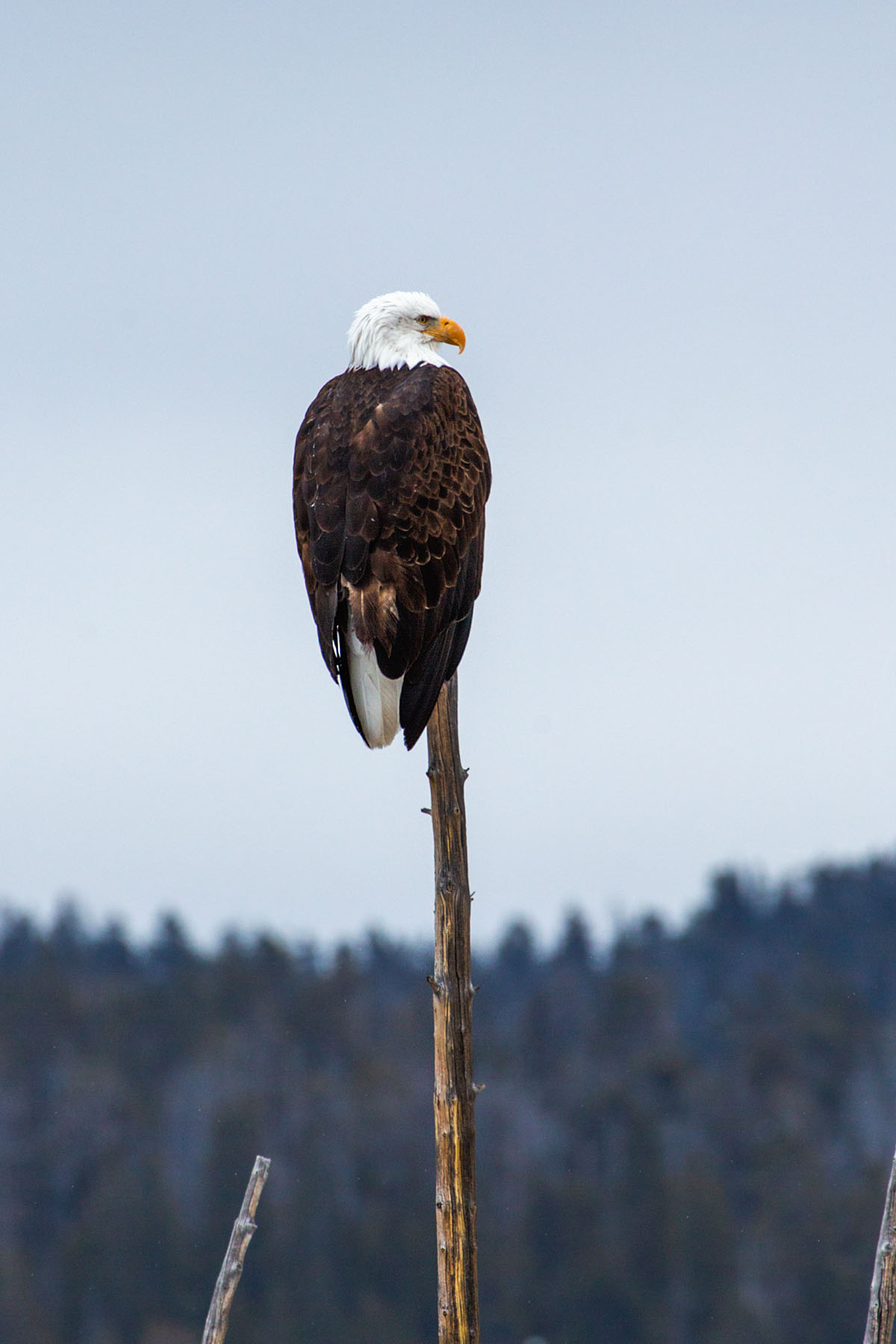 Bald eagle, Yellowstone.  Click for next photo.