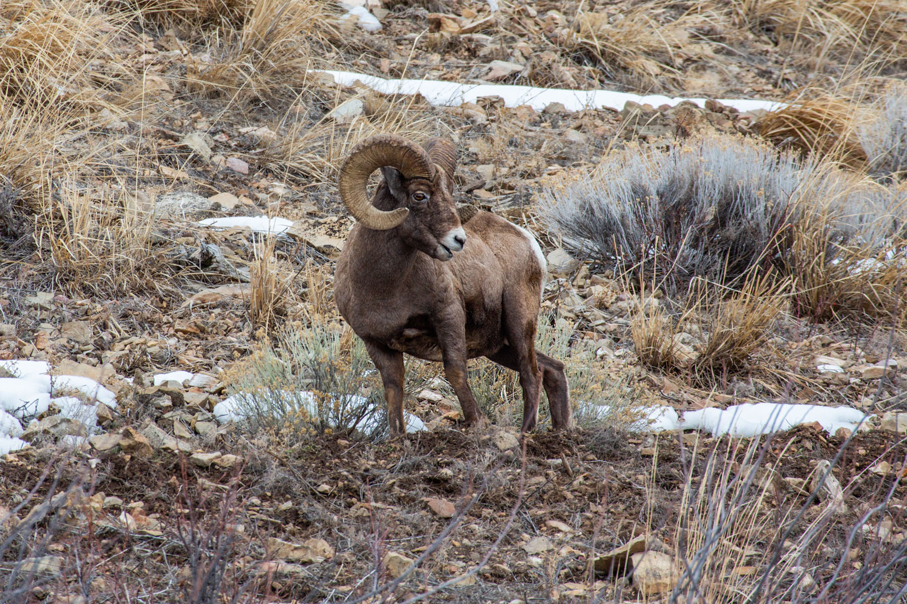Bighorn sheep in the Lamar Valley, Yellowstone.  Click for next photo.