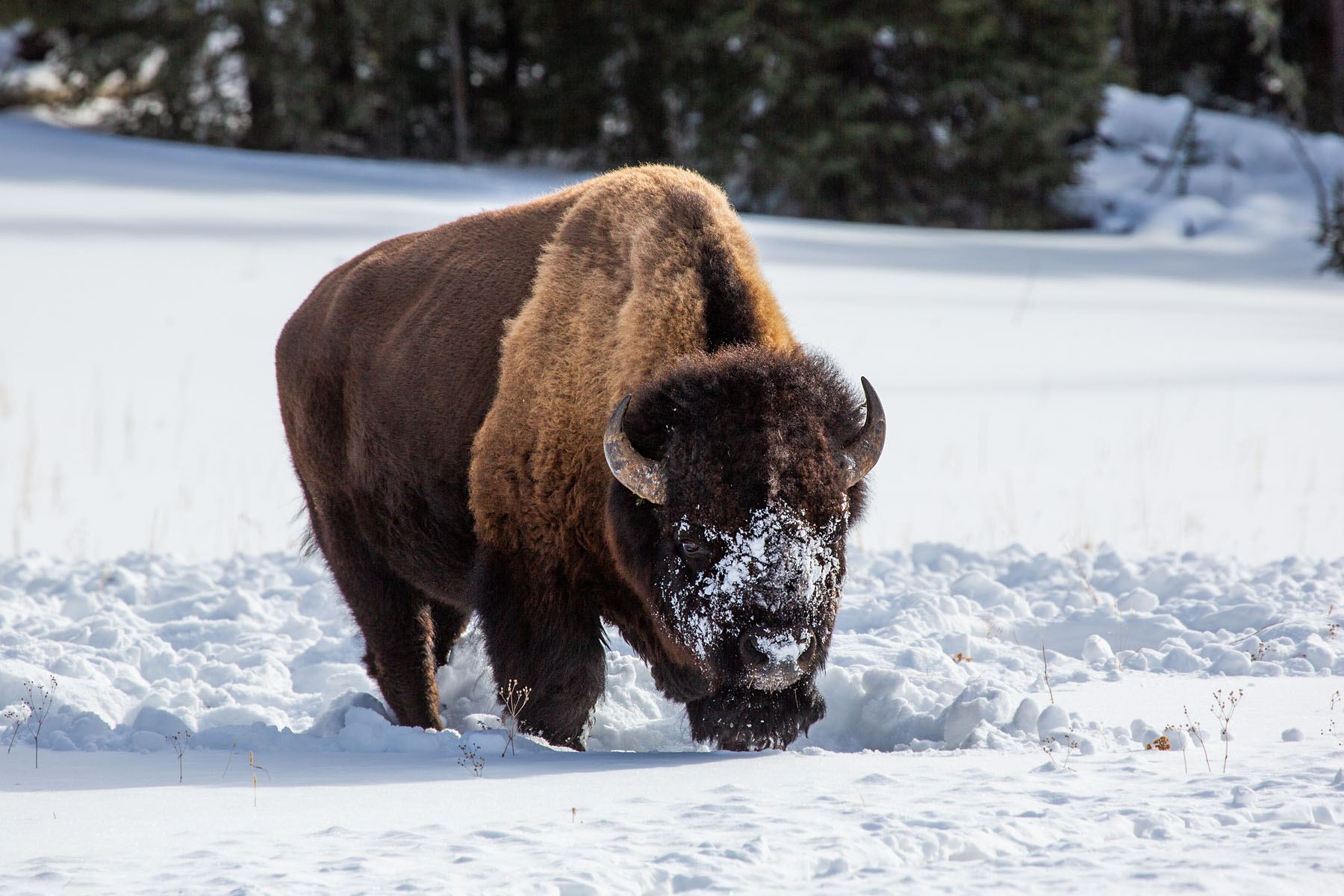 Bison, Yellowstone, February 2022.  Click for next photo.