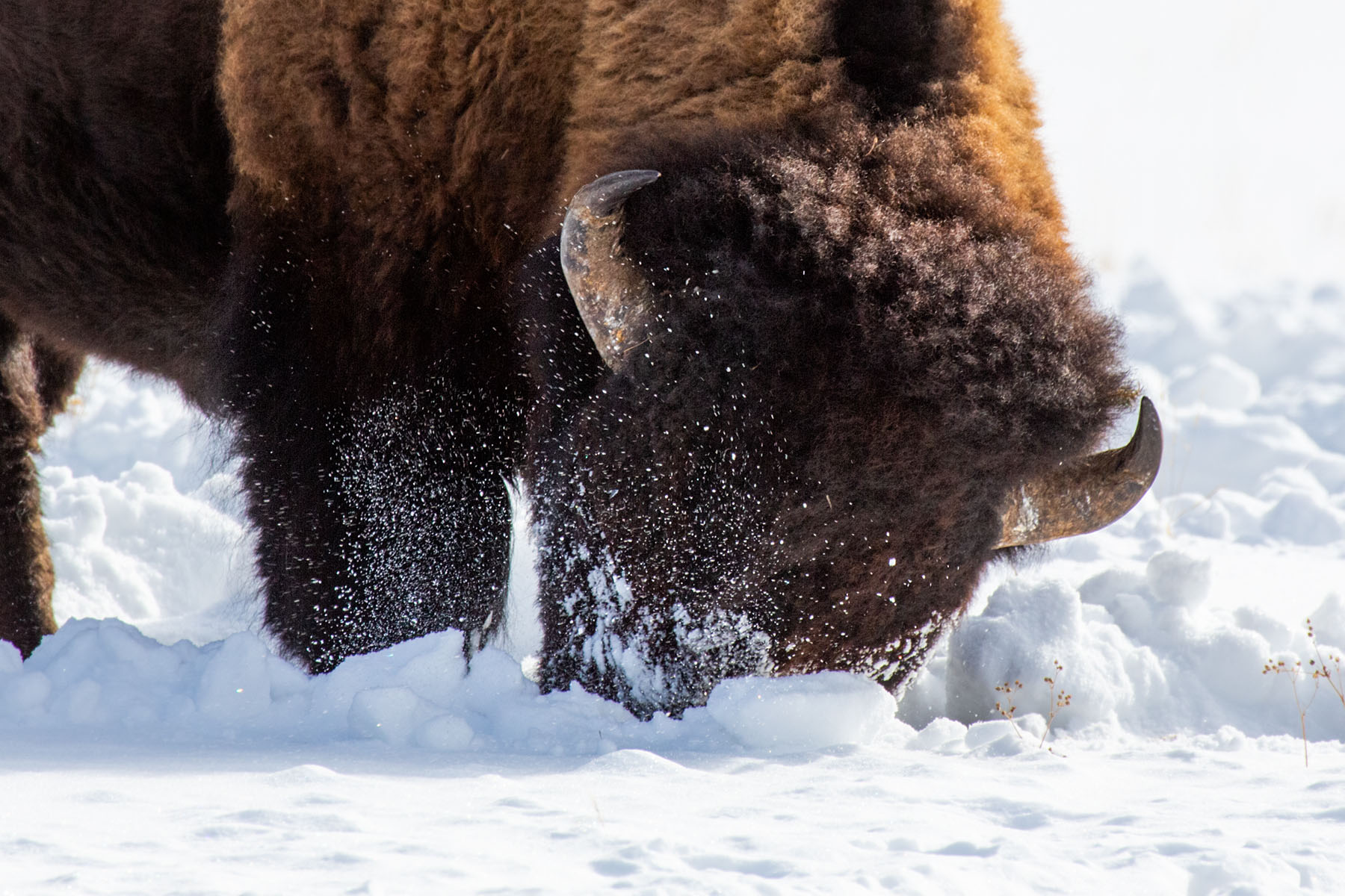 Bison sweeps the snow with its head to get at the grass, Yellowstone, February 2022.  Click for next photo.