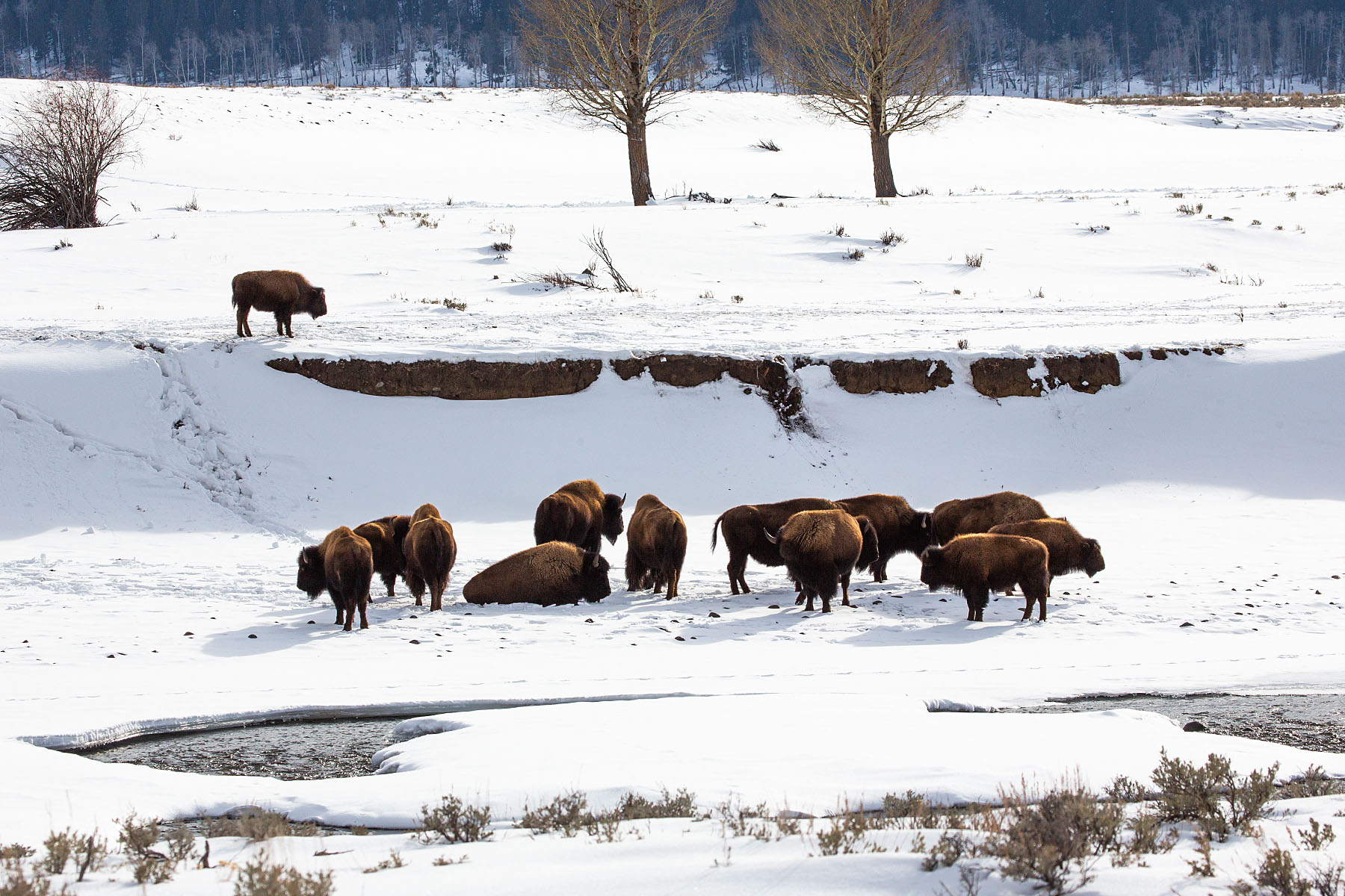 Small herd of bison in the Lamar Valley, Yellowstone, February 2022.  Click for next photo.