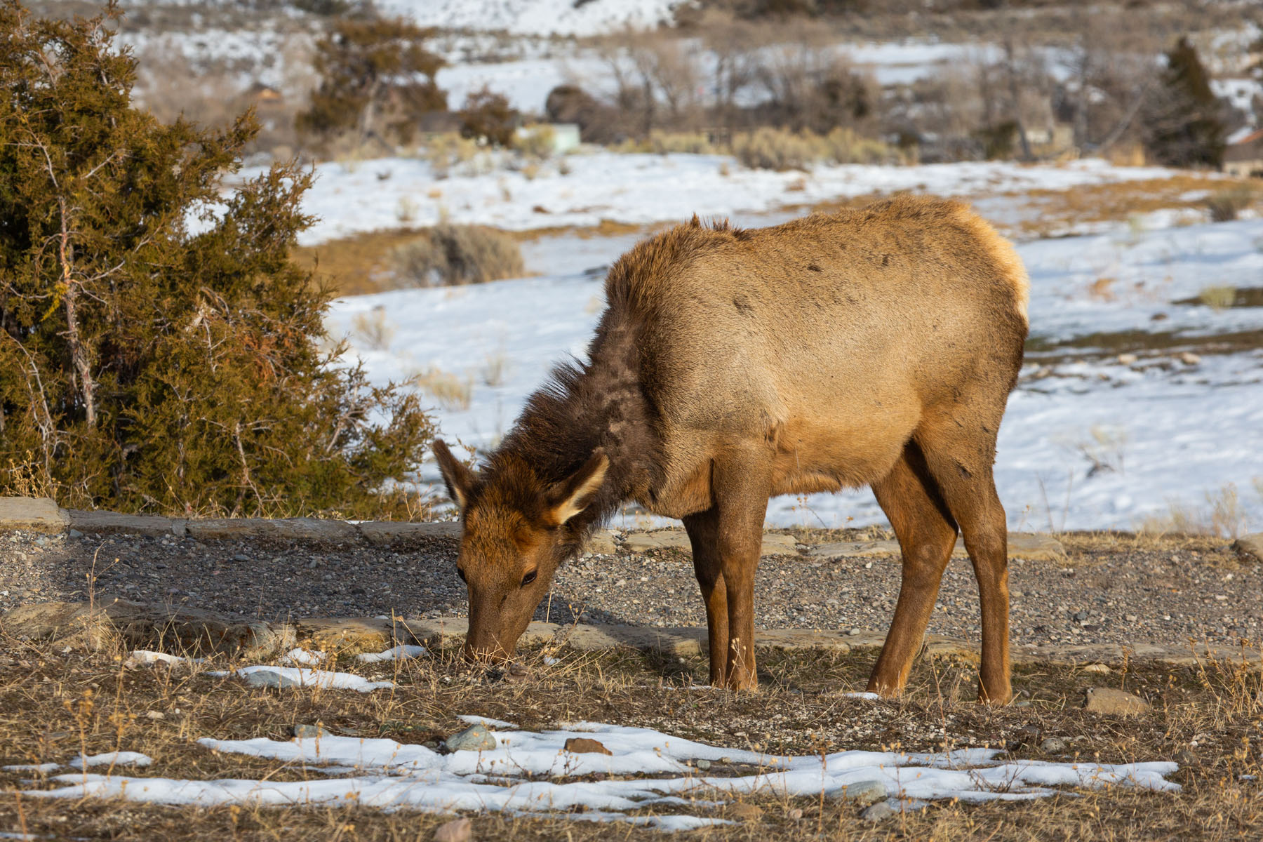 Elk near Mammoth Hot Springs, Yellowstone.  Click for next photo.
