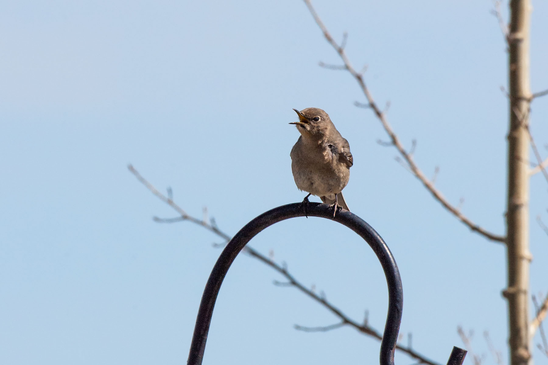Bluebird chirping.  Click for next photo.