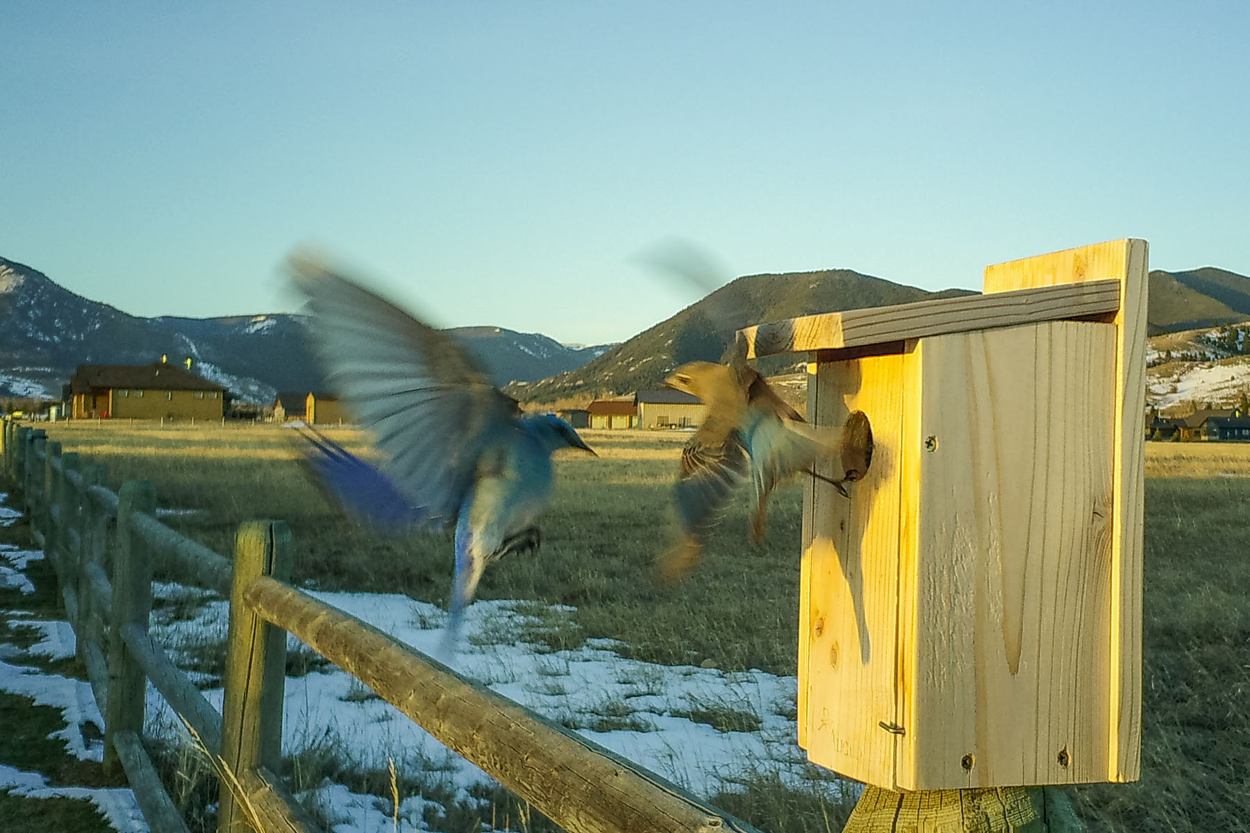 Bluebirds in flight, cropped trailcam image.  Click for next photo.