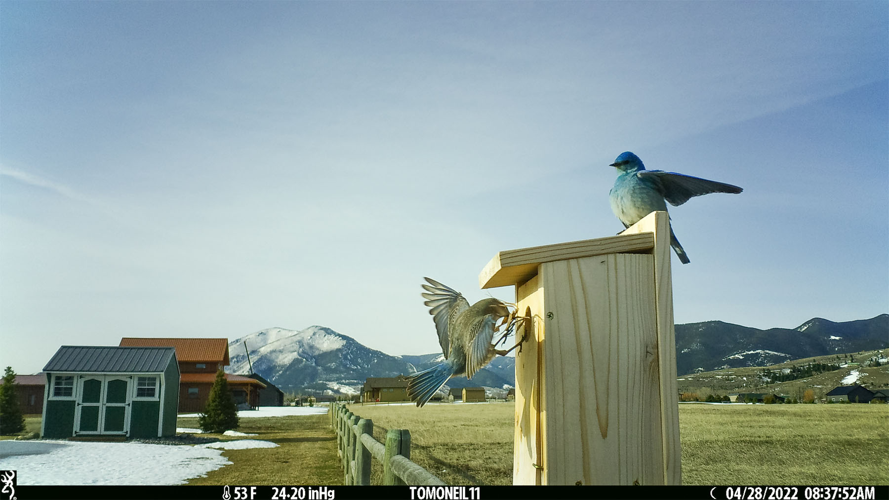 Bluebirds building a nest.  Click for next photo.