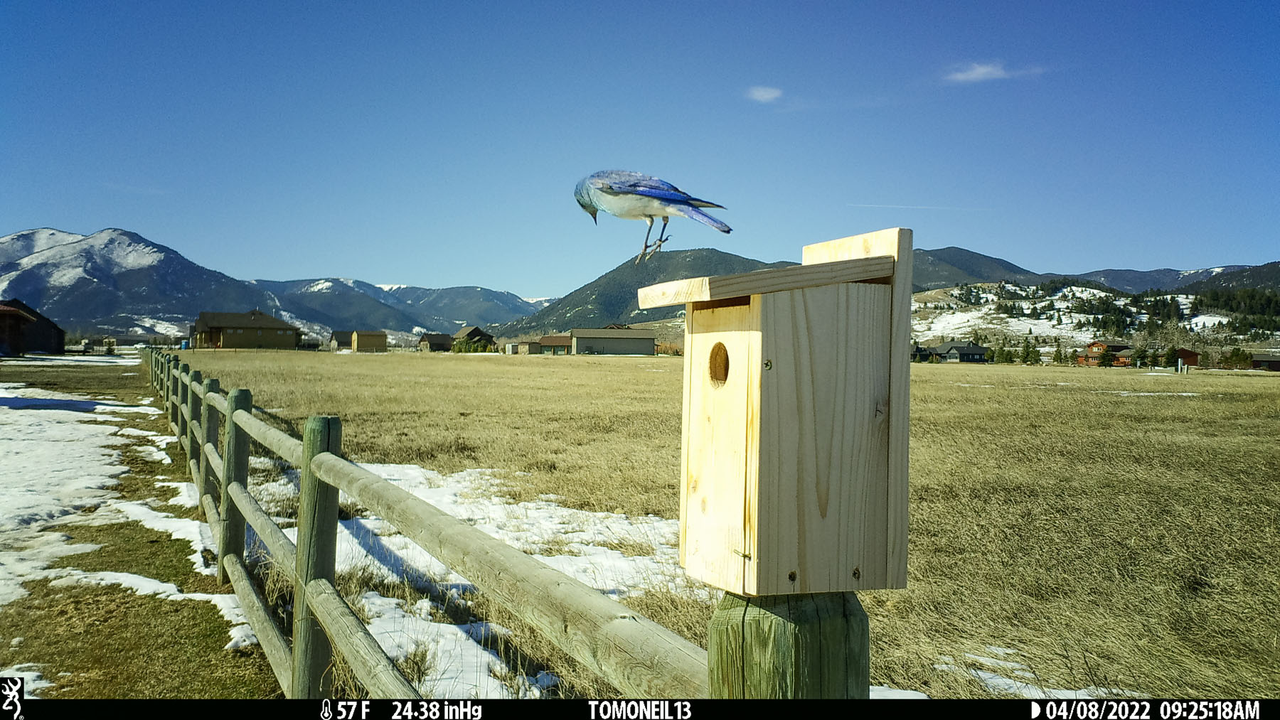 Bluebird levitating.  Click for next photo.