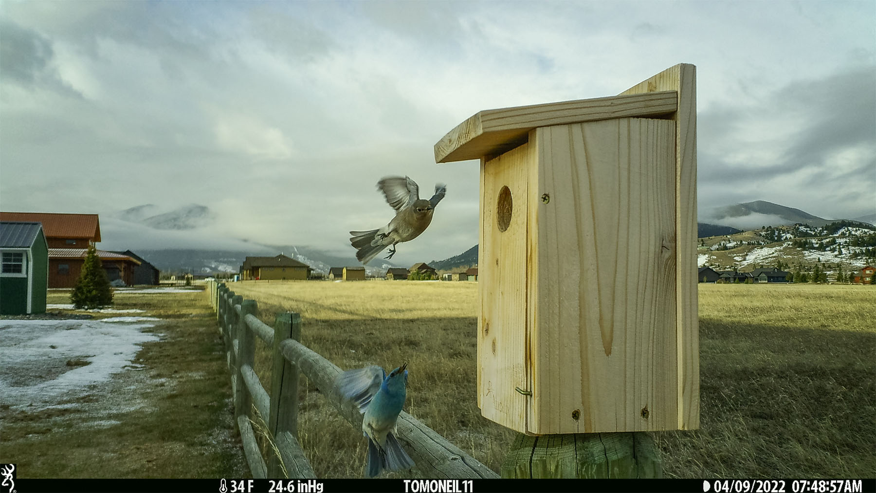 Bluebirds on trailcam.  Click for next photo.