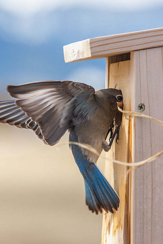 Bluebird building a nest, remote trigger.  Click for next photo.