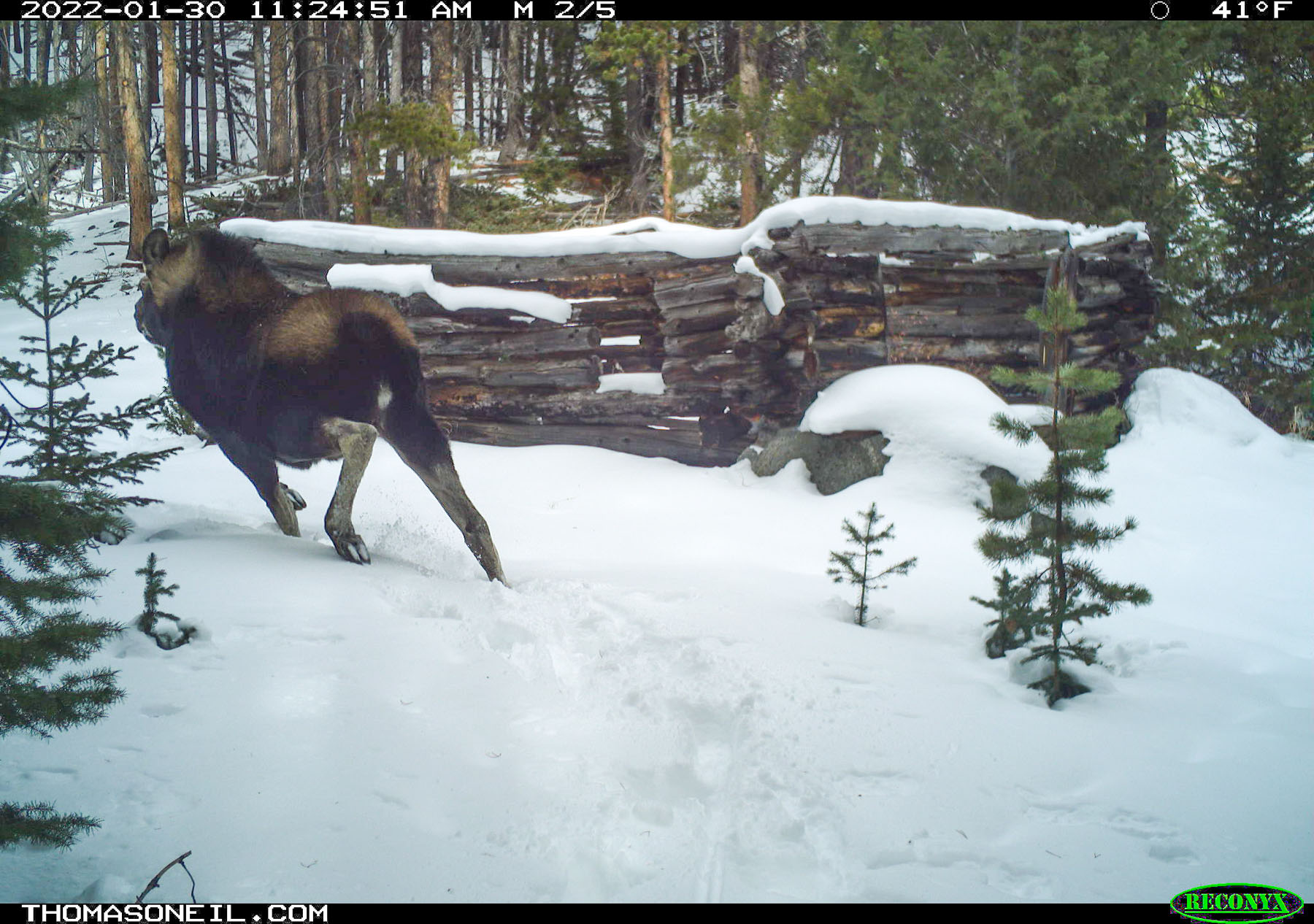 Moose on trailcam, Red Lodge, MT.  Click for next photo.