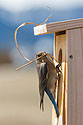 Bluebird building a nest, remote trigger.