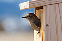 Bluebird in nest box, remote trigger.