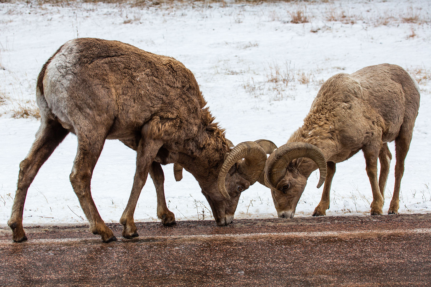 Bighorn rams licking the road, southern Custer State Park.  Click for next photo.