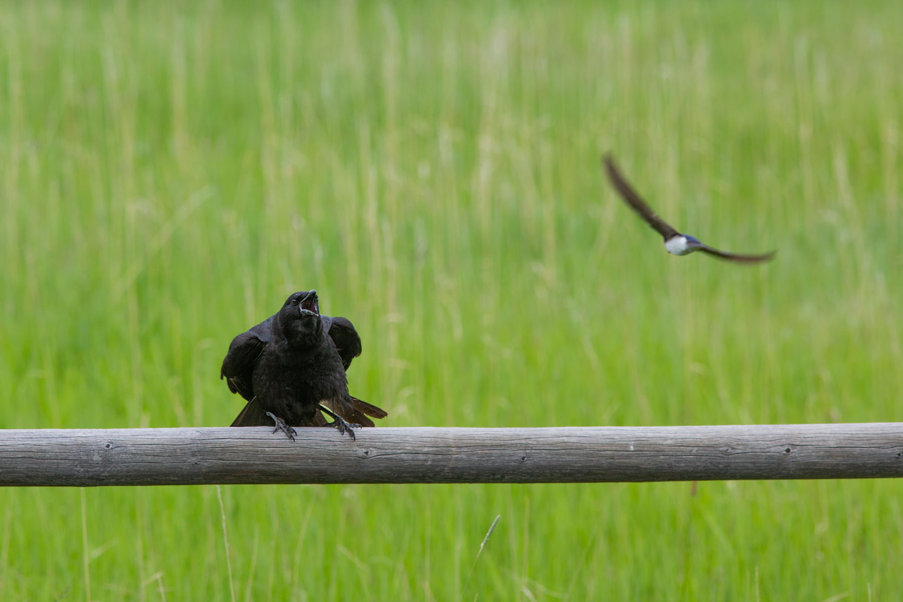 Crow fending off a swallow.  The swallows nest is just to the left.  Click for next photo.