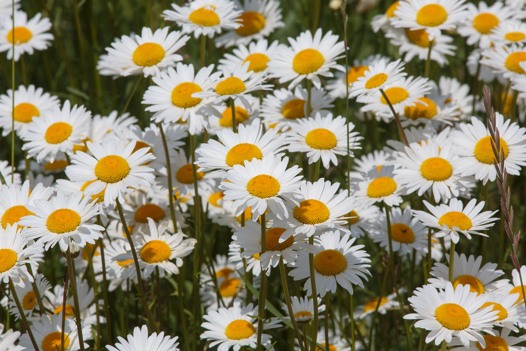 Daisies along the highway.  Click for next photo.
