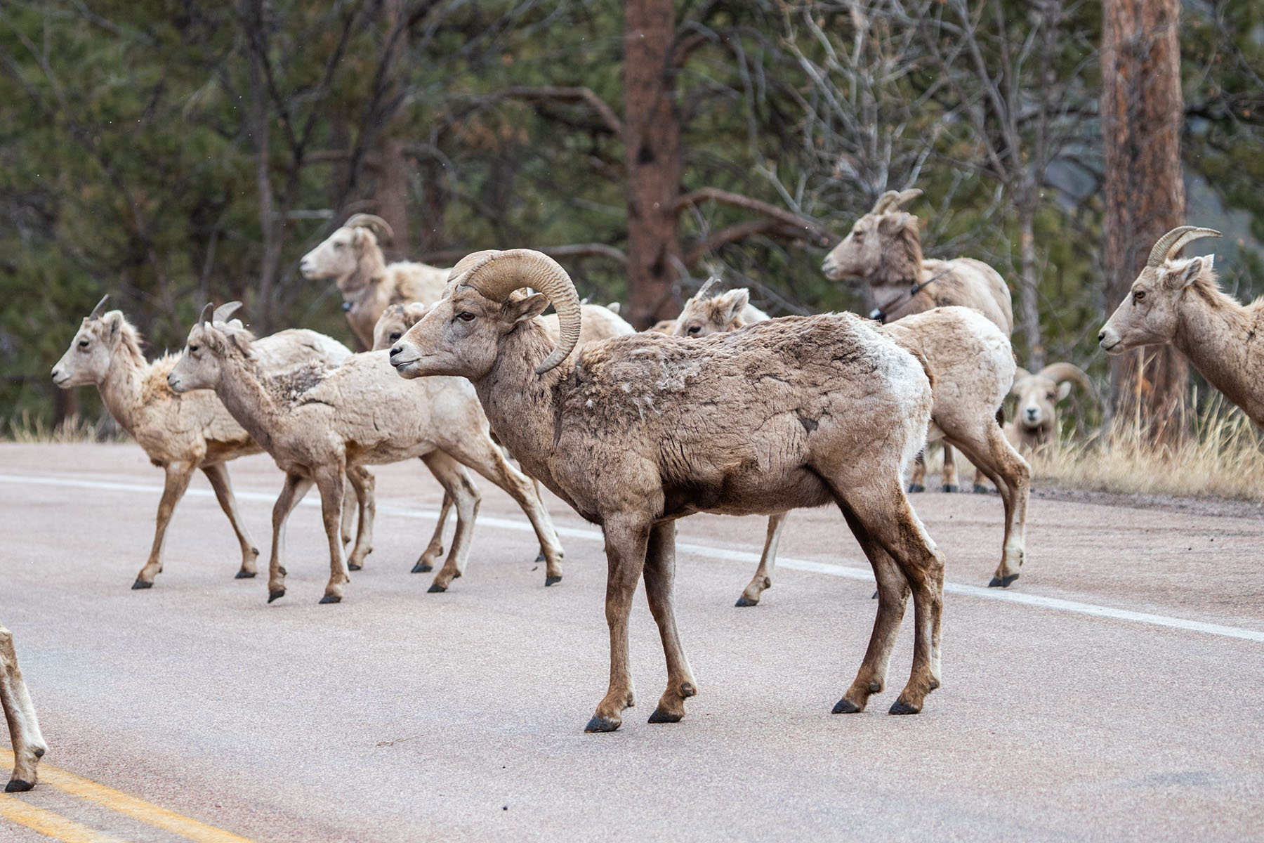 Part of the big herd of bighorns, Custer State Park.  Click for next photo.