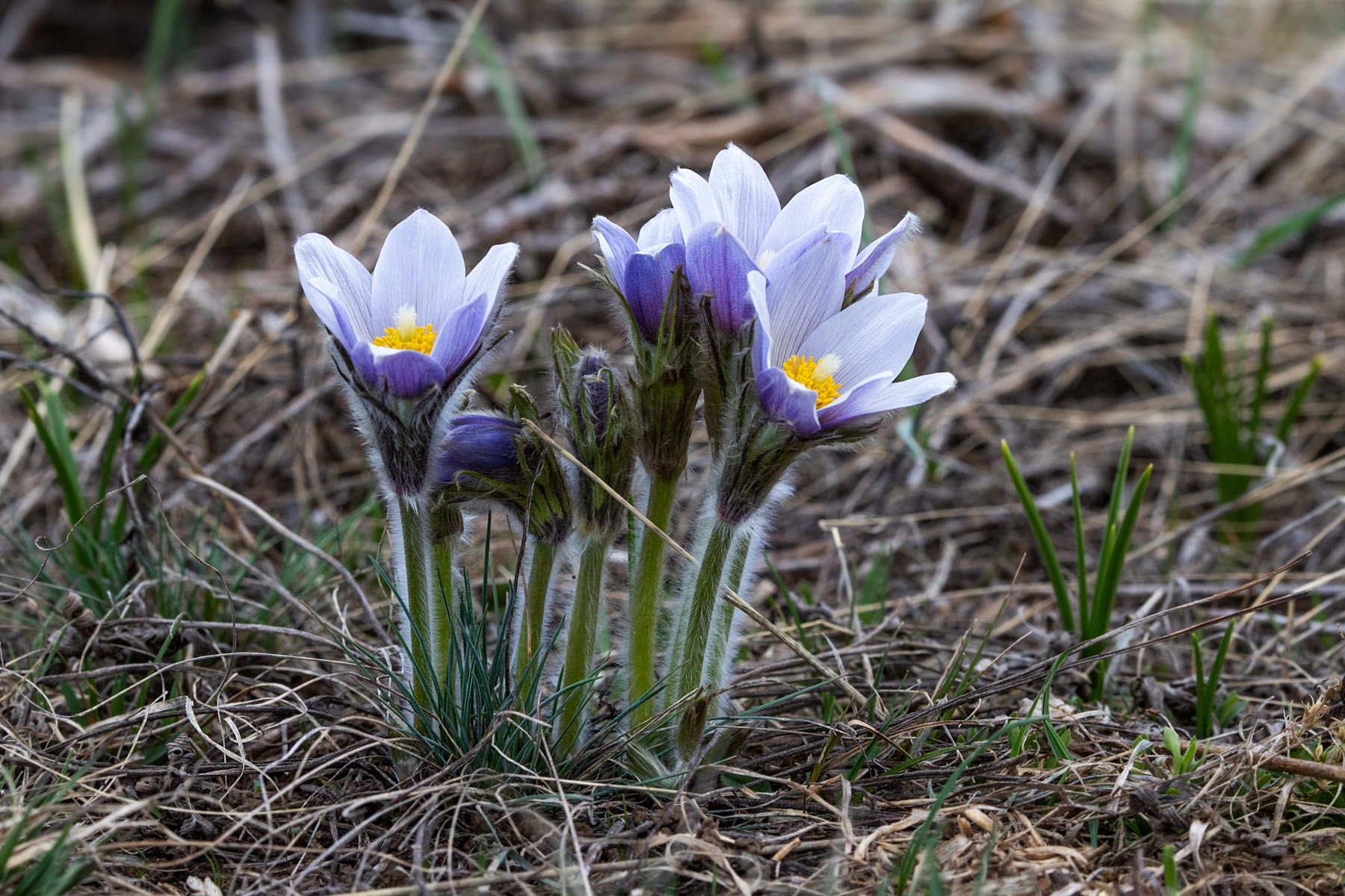 Prairie crocuses, Red Lodge Fairgrounds.  Click for next photo.