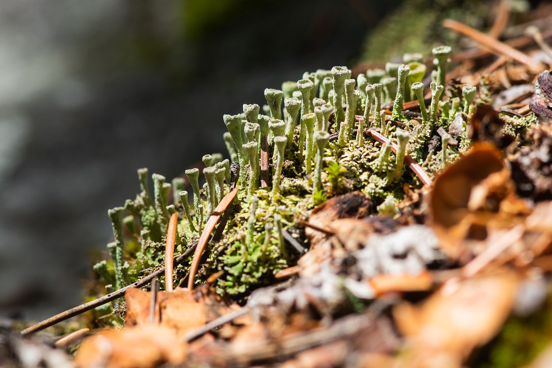Trumpet lichen, Montana.  Click for next photo.