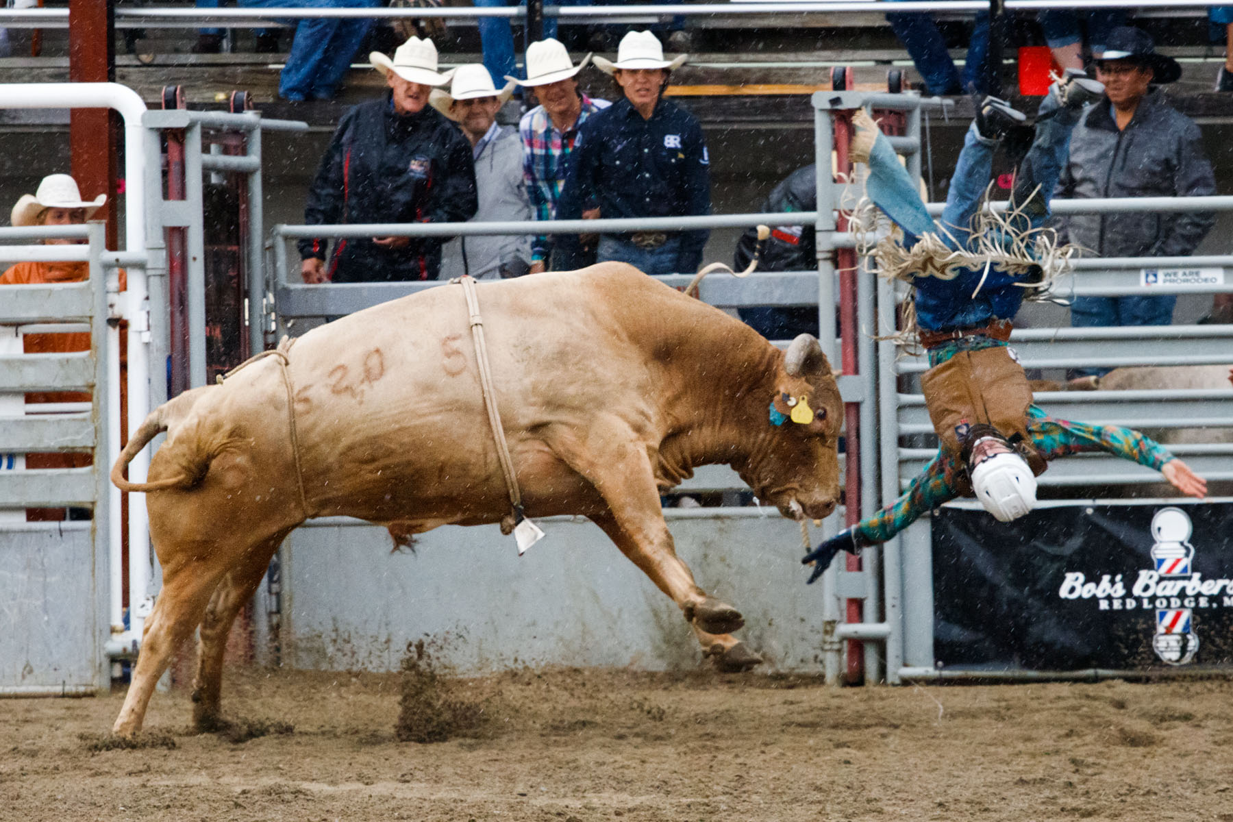 Cowboy goes flying, PRCA Xtreme Bulls, Red Lodge, MT.  Click for next photo.