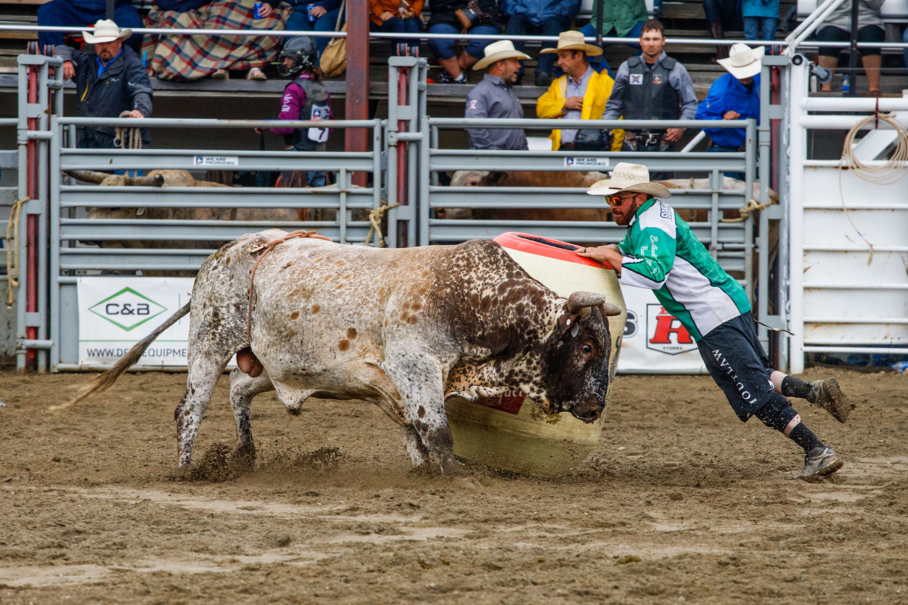 Bullfighter Ezra Coleman distracts the bull, PRCA Xtreme Bulls, Red Lodge, MT.  Click for next photo.