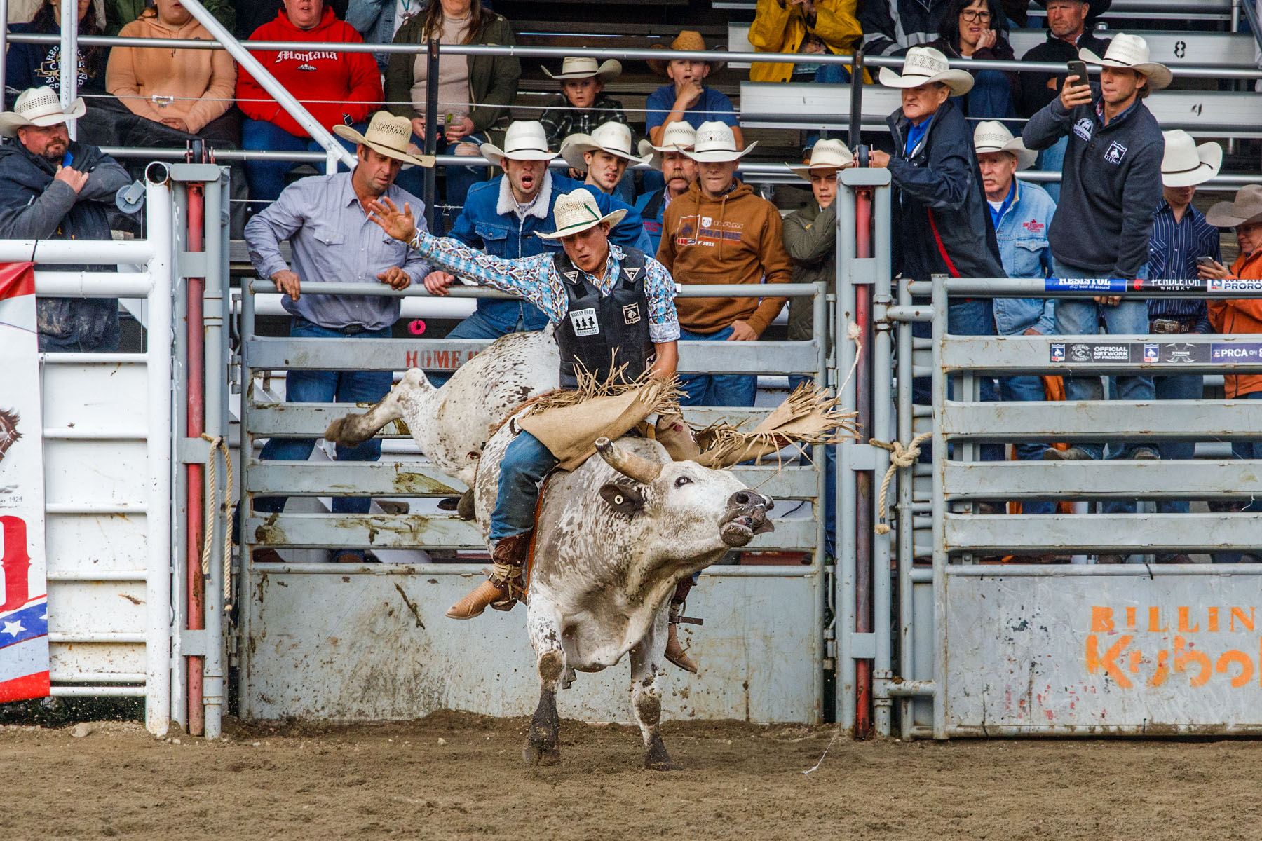 PRCA Xtreme Bulls, Red Lodge, MT.  Click for next photo.