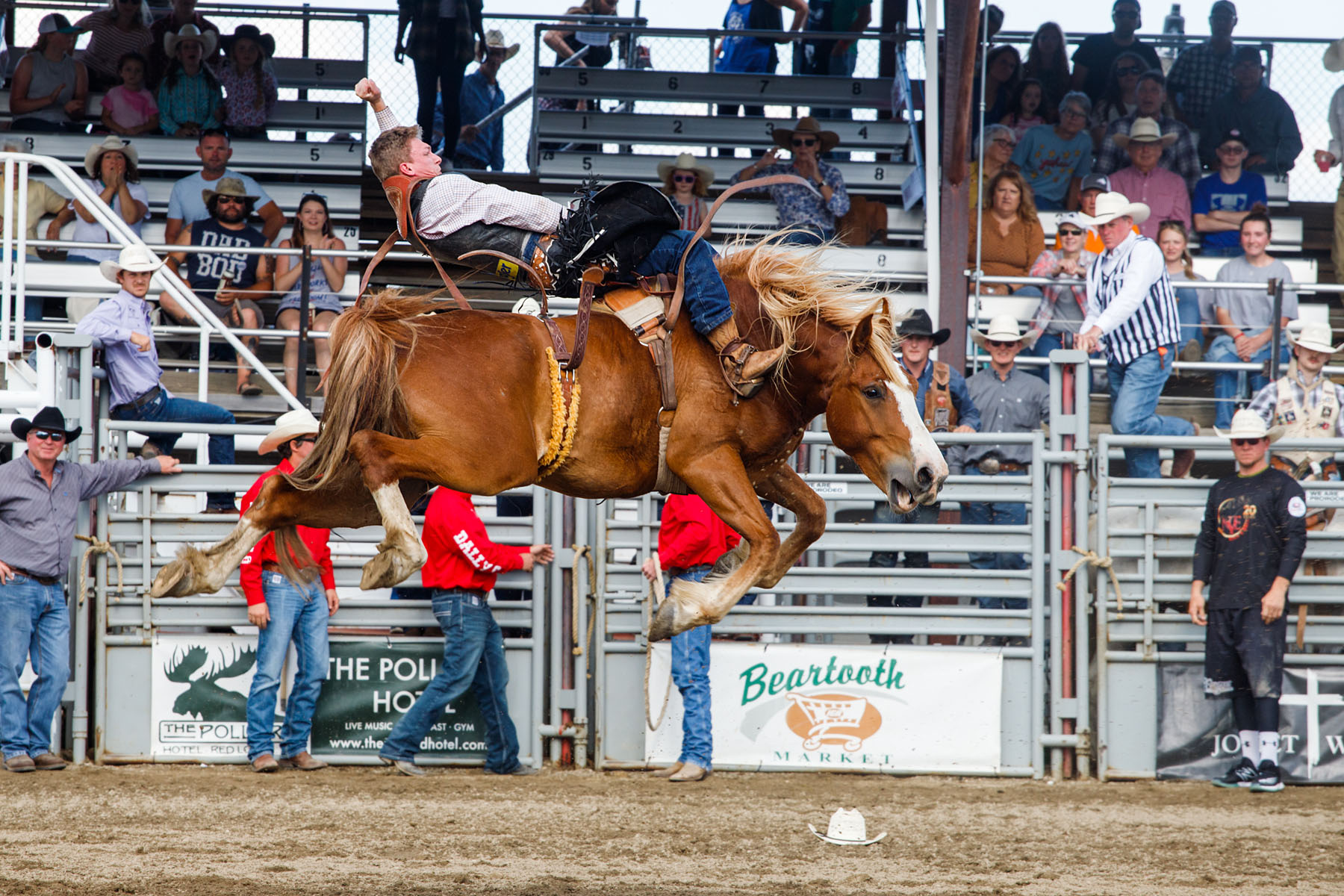 Bareback Bronc, Home of Champions Rodeo, Red Lodge, MT.  Click for next photo.