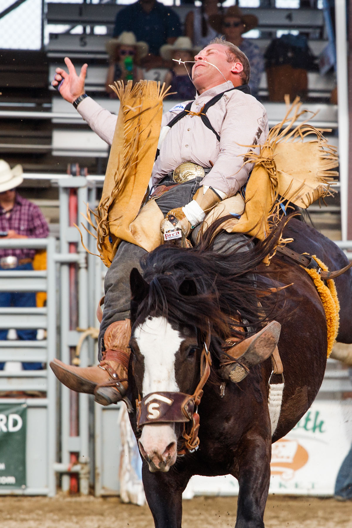 Help me, Jesus, Bareback Bronc, Home of Champions Rodeo, Red Lodge, MT.  Click for next photo.