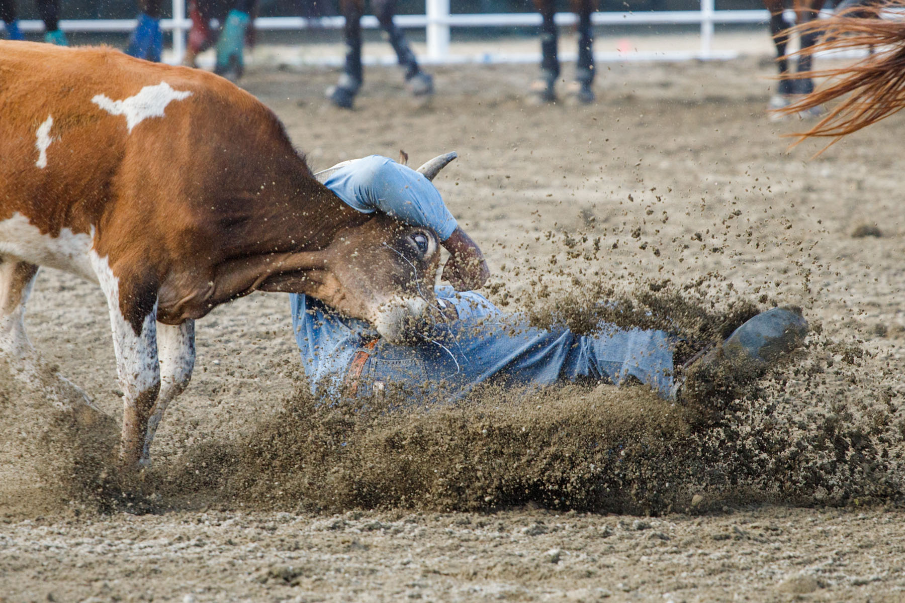 Steer Wrestling, Home of Champions Rodeo, Red Lodge, MT.  Click for next photo.