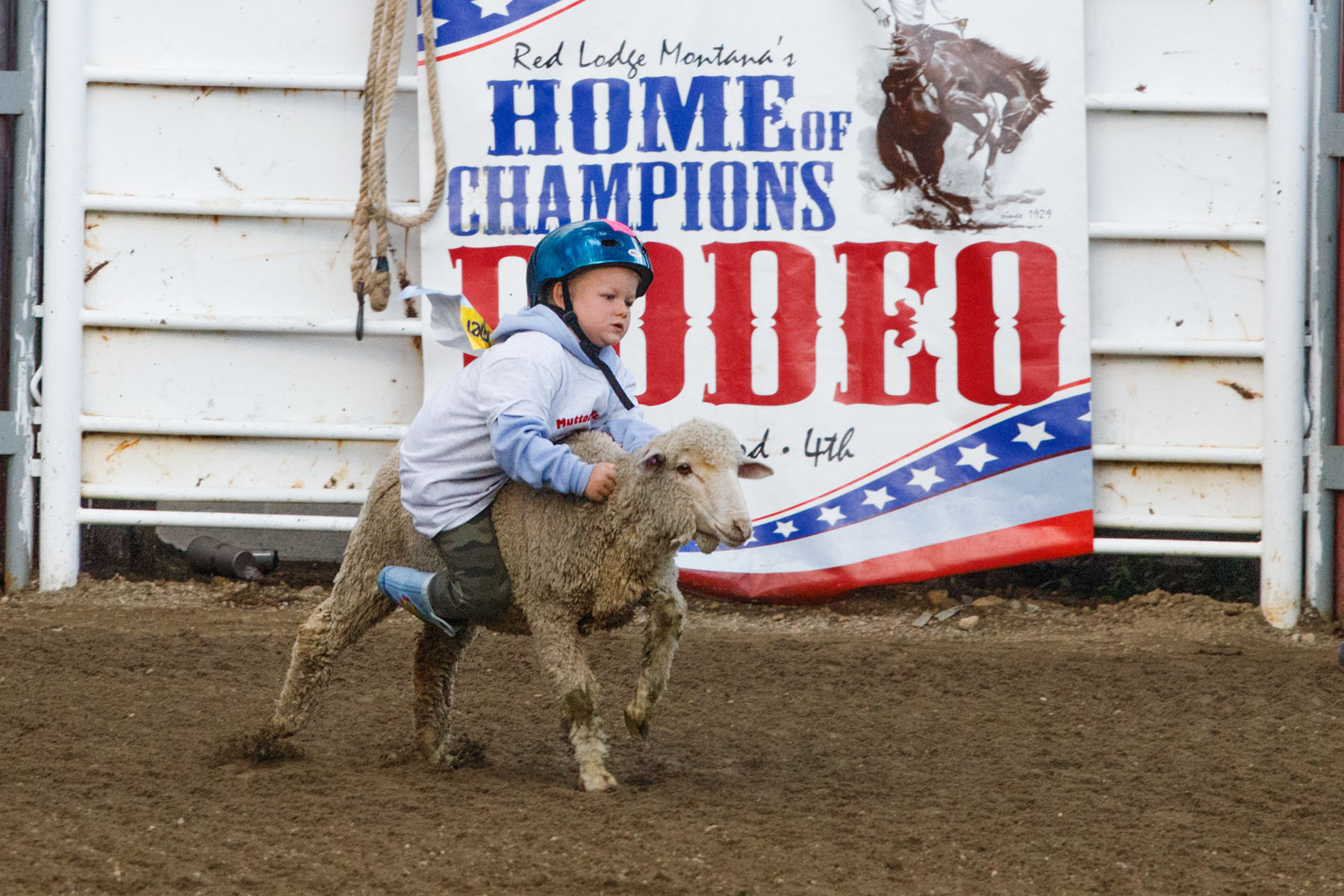 Mutton Busting, Home of Champions Rodeo, Red Lodge, MT.  Click for next photo.
