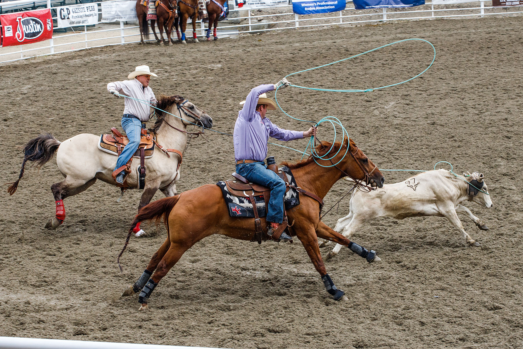 Team Roping, Home of Champions Rodeo, Red Lodge, MT.  Click for next photo.