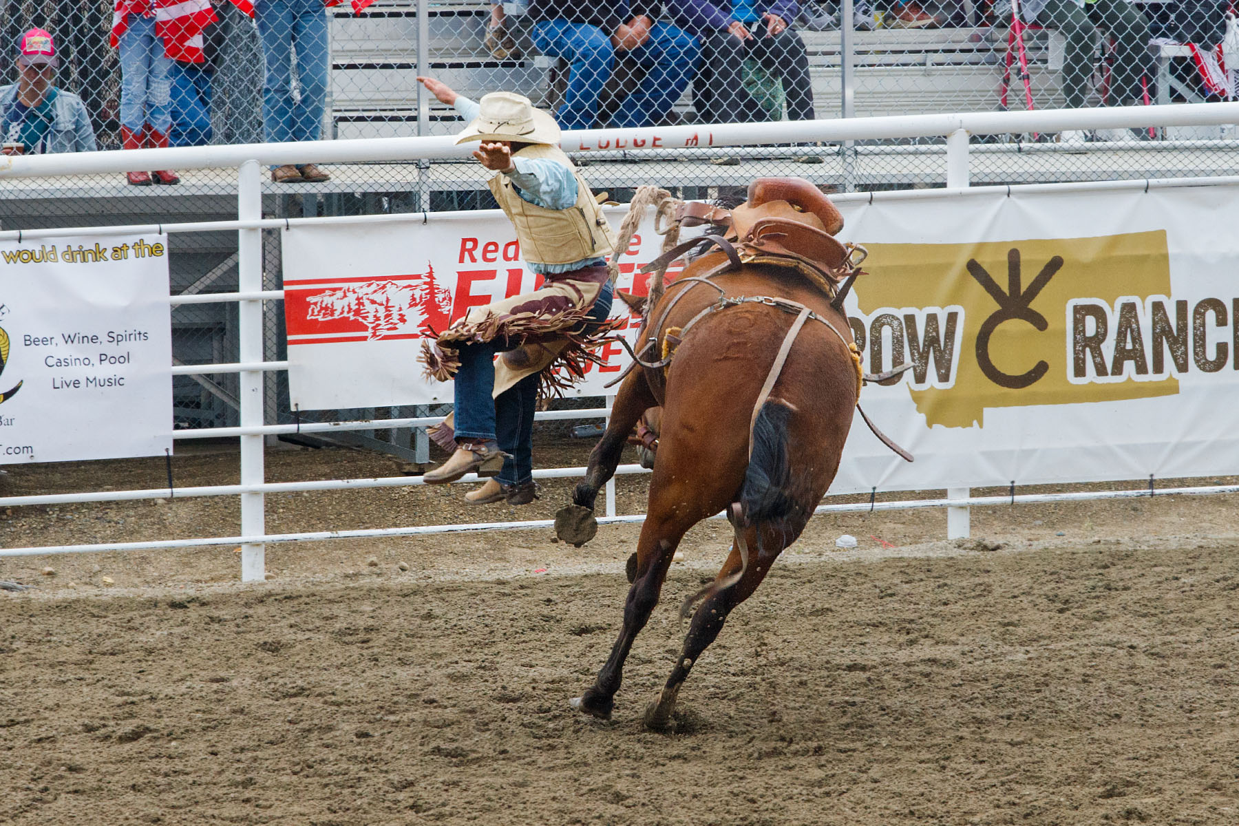 Saddle Bronc, Home of Champions Rodeo, Red Lodge, MT.  Click for next photo.
