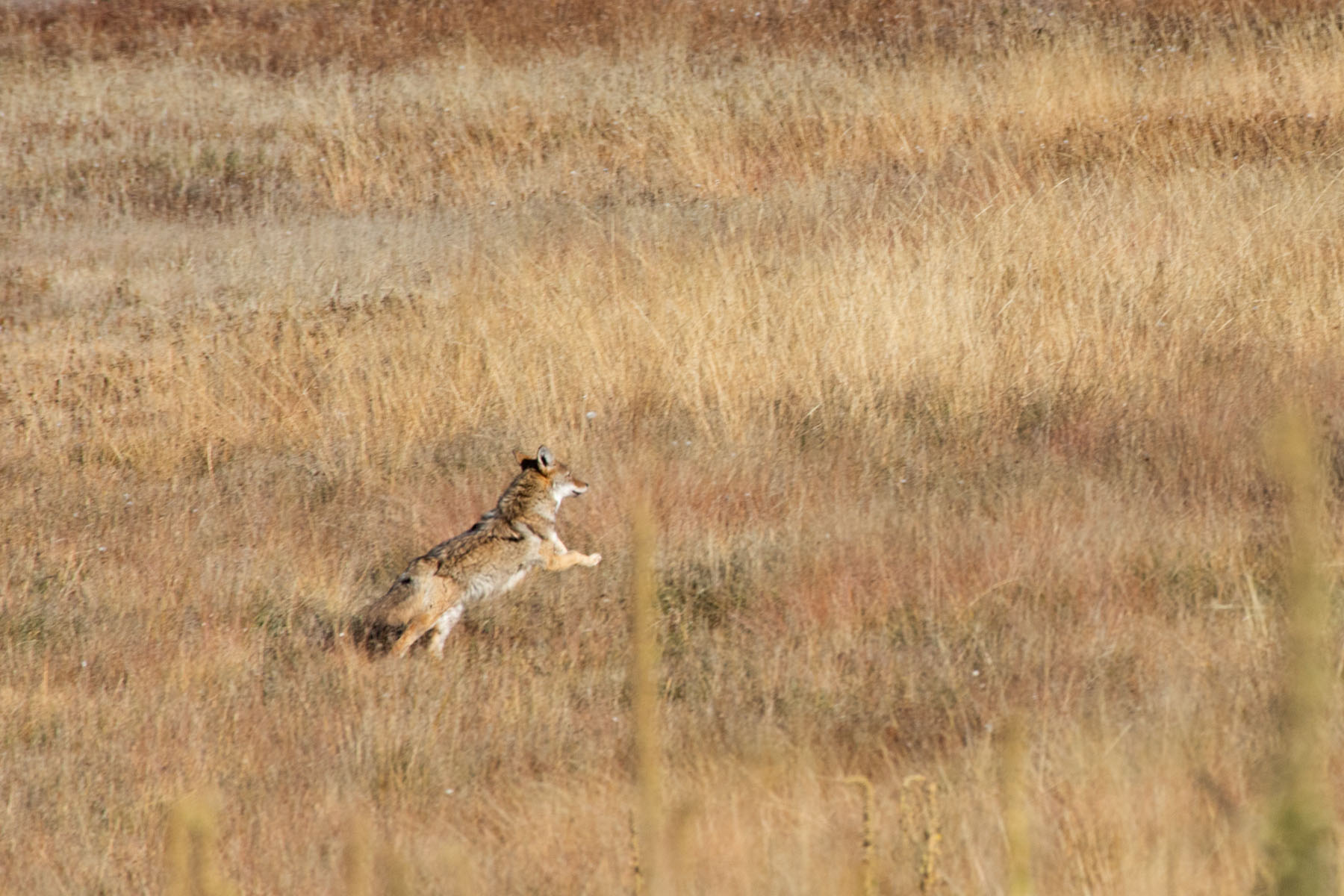 Coyote bounding through field north of Grand Canyon North Rim.  Click for next photo.