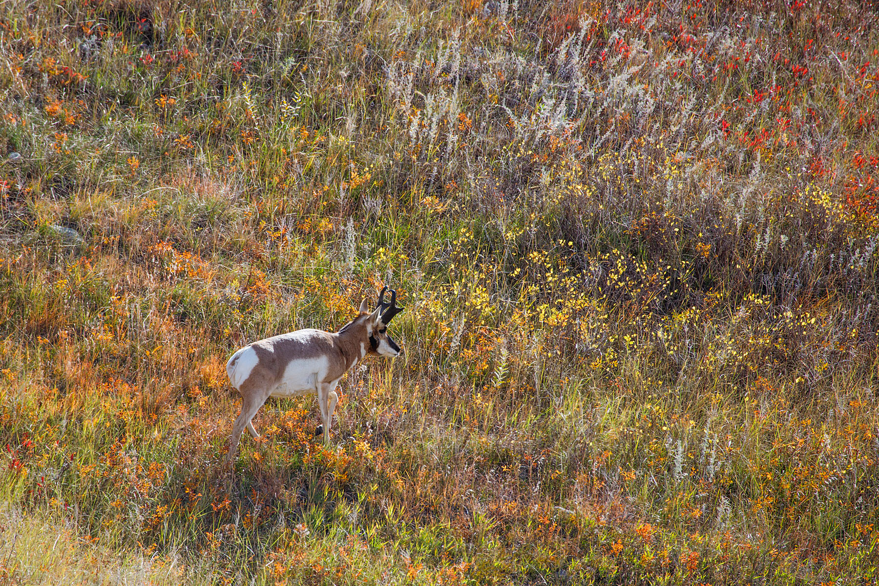 Pronghorn among autumn vegetation, Custer State Park.  Click for next photo.