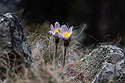 Prairie crocuses, out in the woods.
