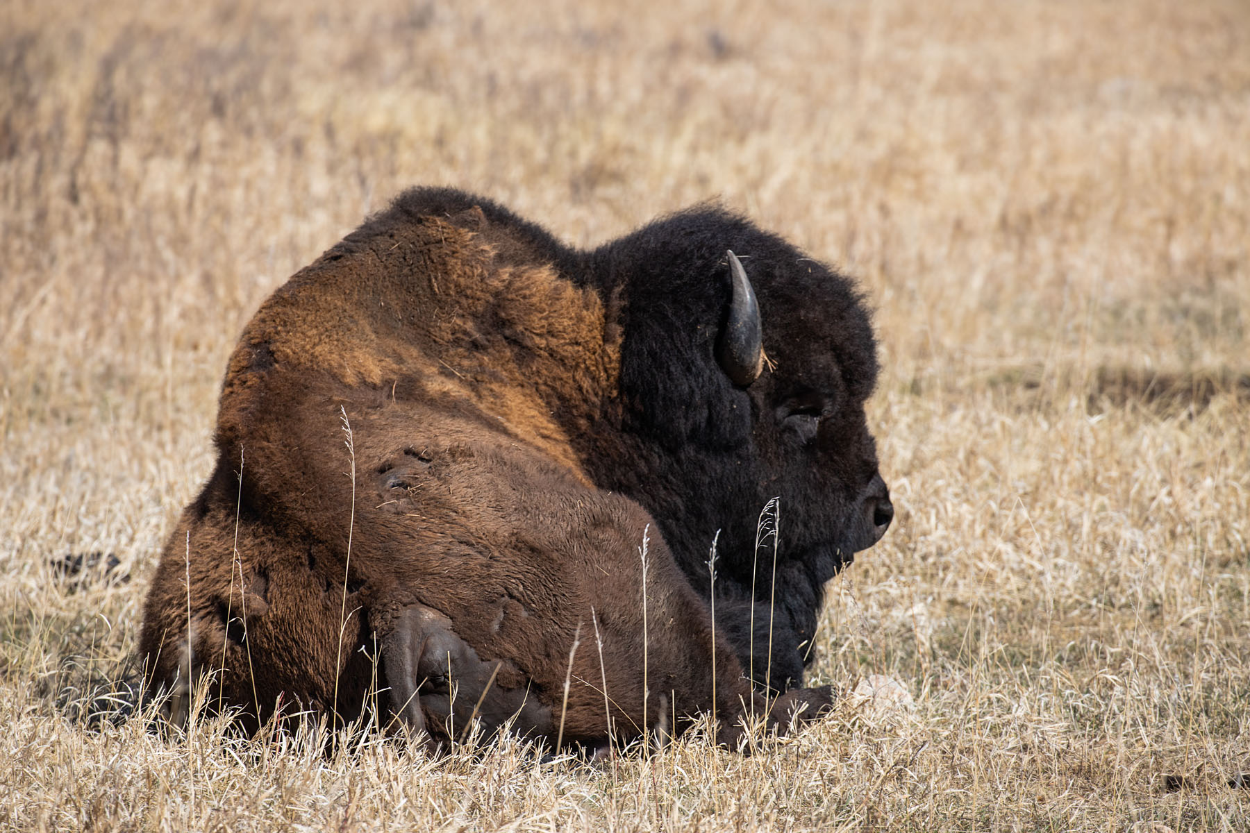 On the trip down to Texas, bison in Custer State Park, SD.  Click for next photo.