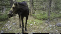 Moose on trailcam.