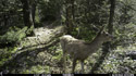 Deer on trailcam.