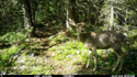 Deer on trailcam.