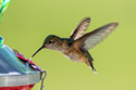 Hummingbird.