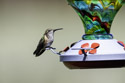Hummingbird finds the feeder.