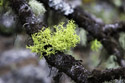 Tree moss out in the woods.