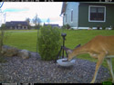Another view of the deer getting a drink at the birdbath, the device is the motion sensor for the DSLR.