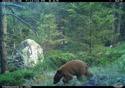 Cinnamon-colored black bear yearling on trailcam, Custer National Forest.