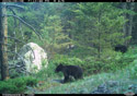 Black bear yearling with mama in the background, trailcam, Custer National Forest.