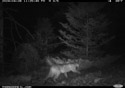 Mountain lion on trailcam.