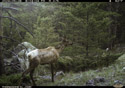 Elk on trailcam.