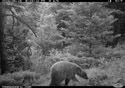 Cinnamon-colored black bear yearling on trailcam (infrared flash), Custer National Forest.