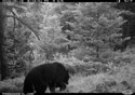 Black bear mother on trailcam (infrared flash), Custer National Forest.
