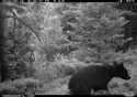 Black bear yearling on trailcam (infrared flash), Custer National Forest.