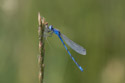 Dragonfly, Bowdoin NWR, Montana.